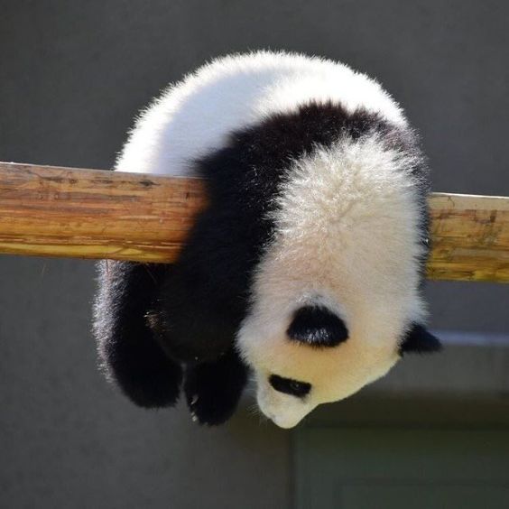 Instagram captions for panda lovers